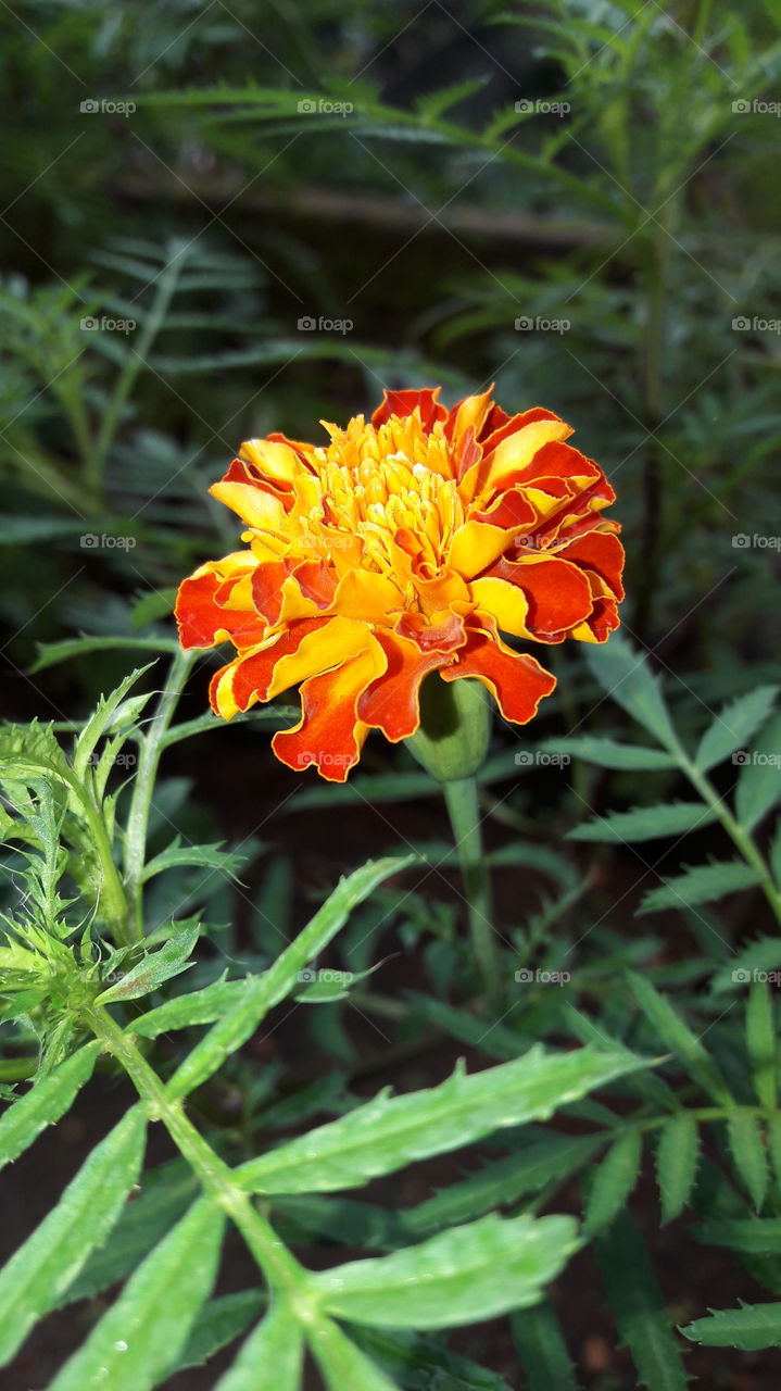 Mallika, orange flower, garden. Take my phone