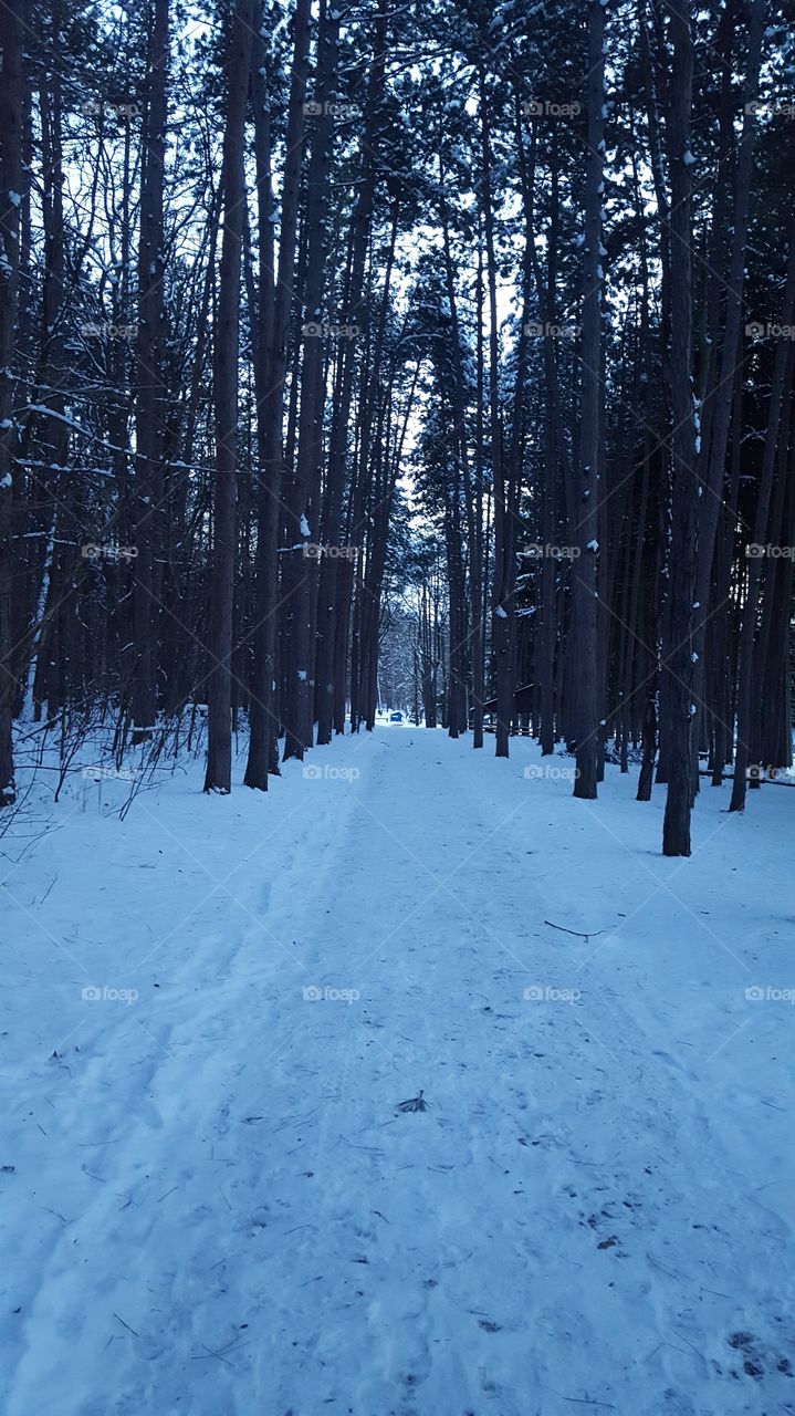 The Path in Winter