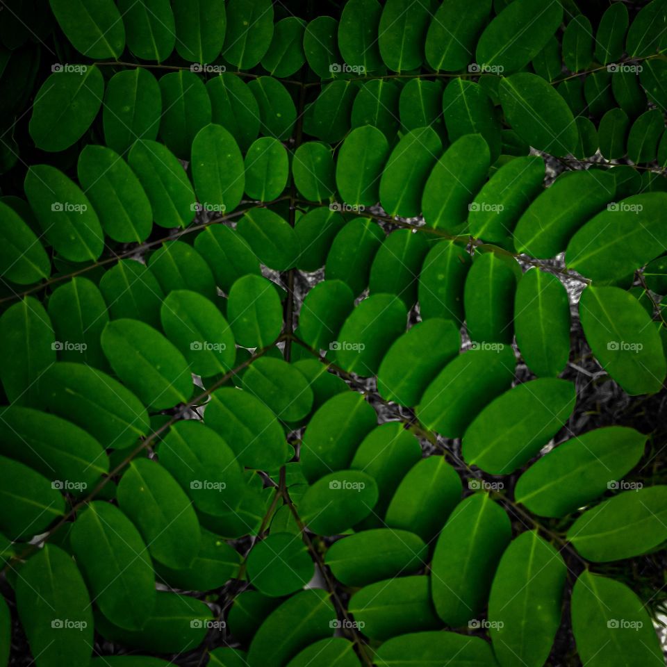 Nature is complete withe the leafs on trees