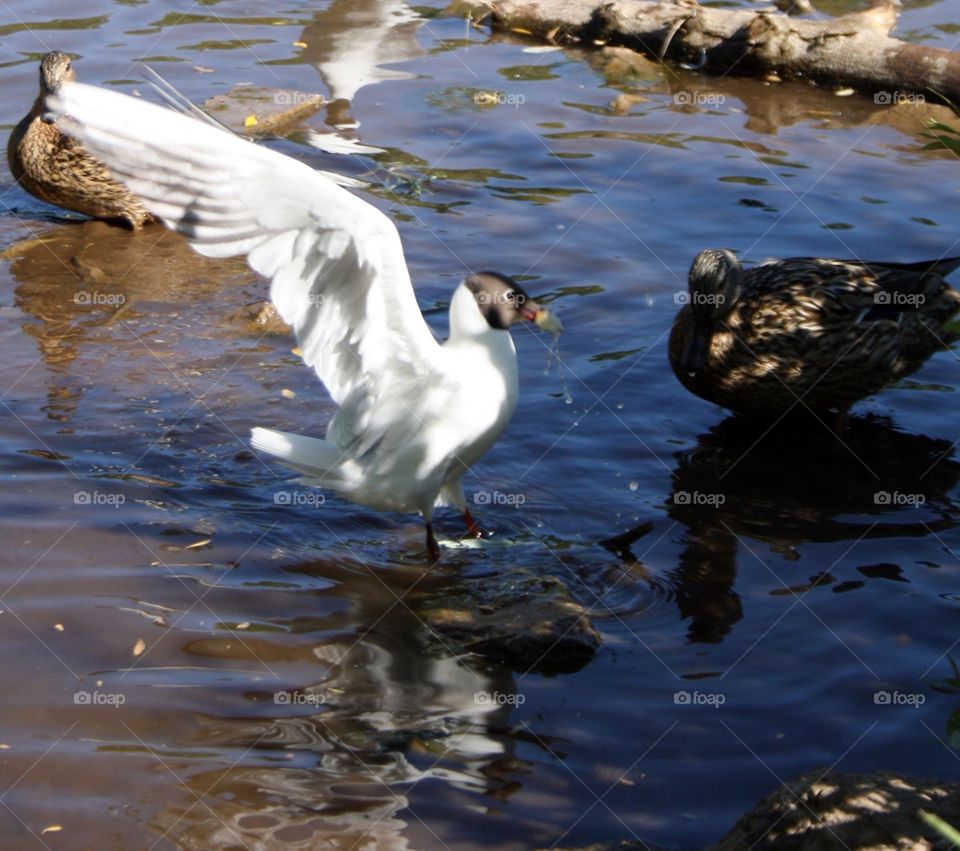 Black-headed seagulls in the pond