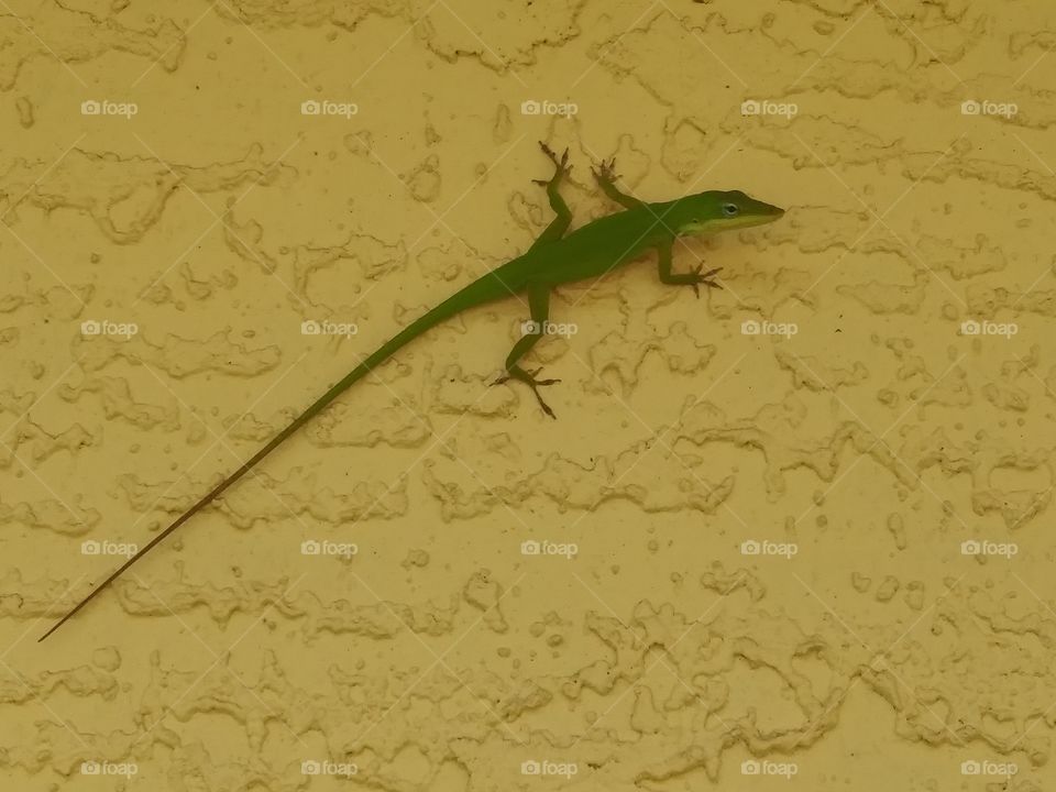 Lizard on the wall