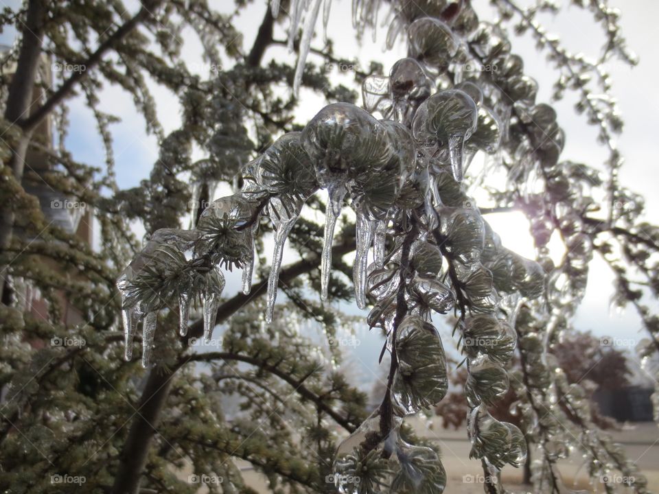 Ice on tree branch