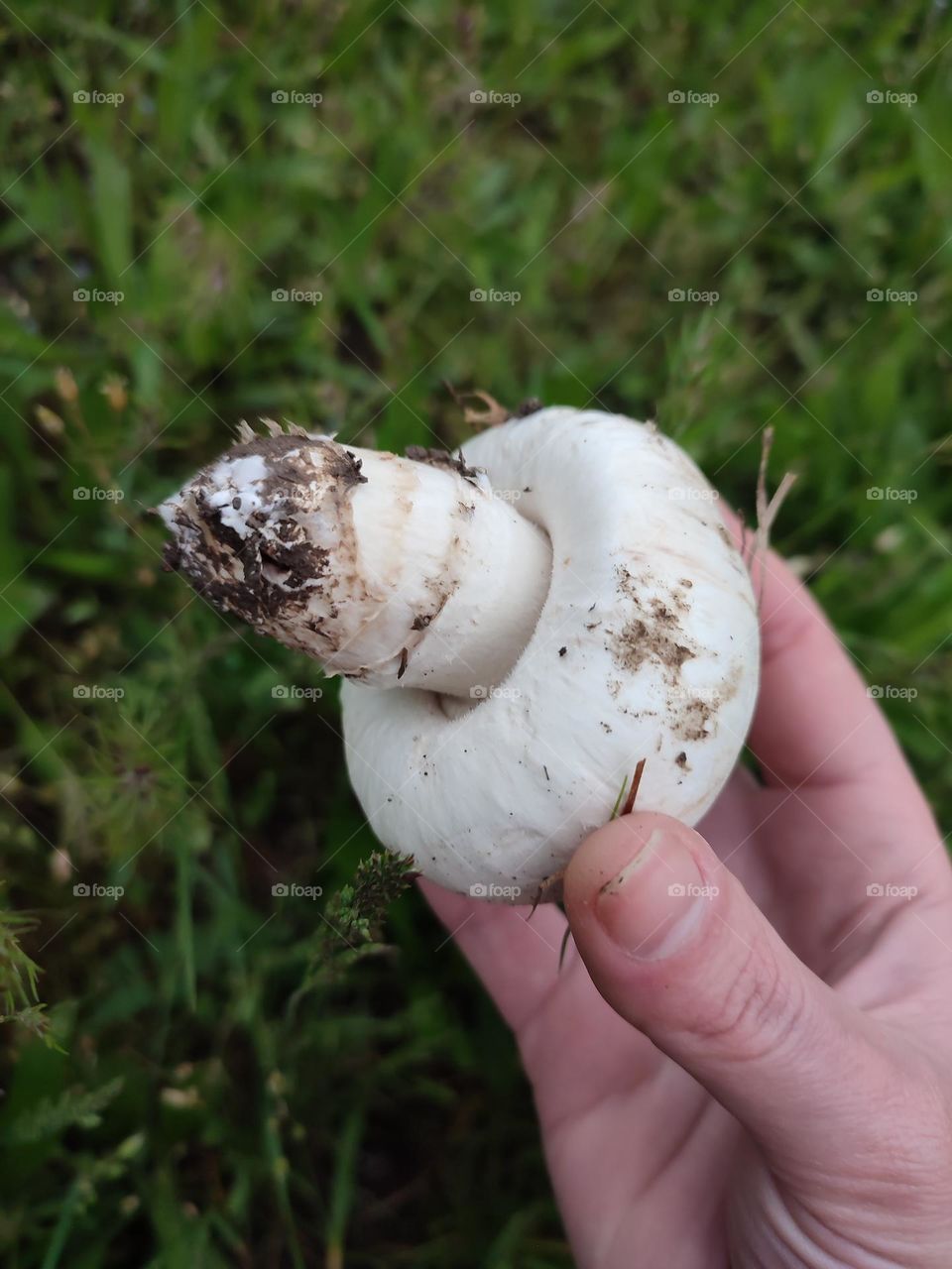 Champignon mushroom Agaricus Bitorqius