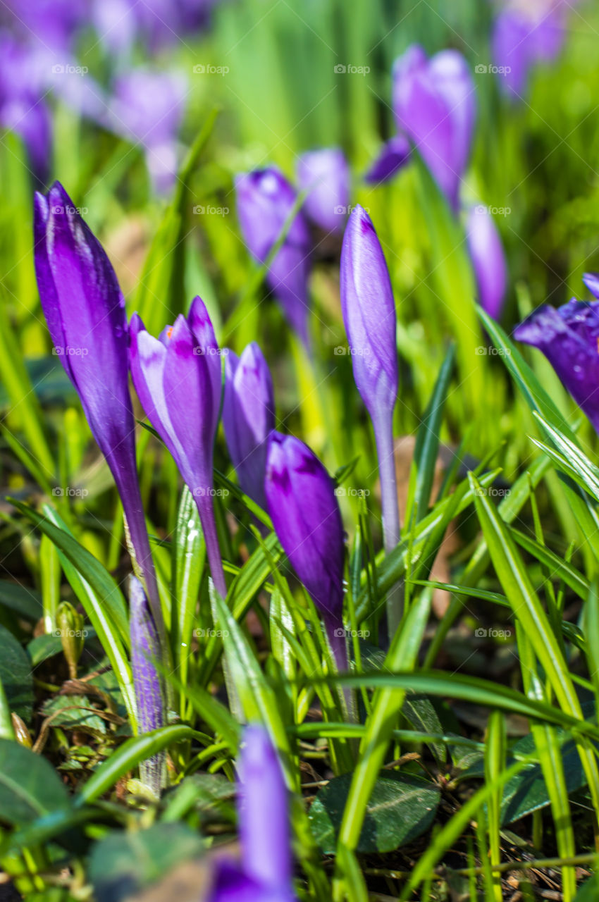 Spring flowers - crocuses