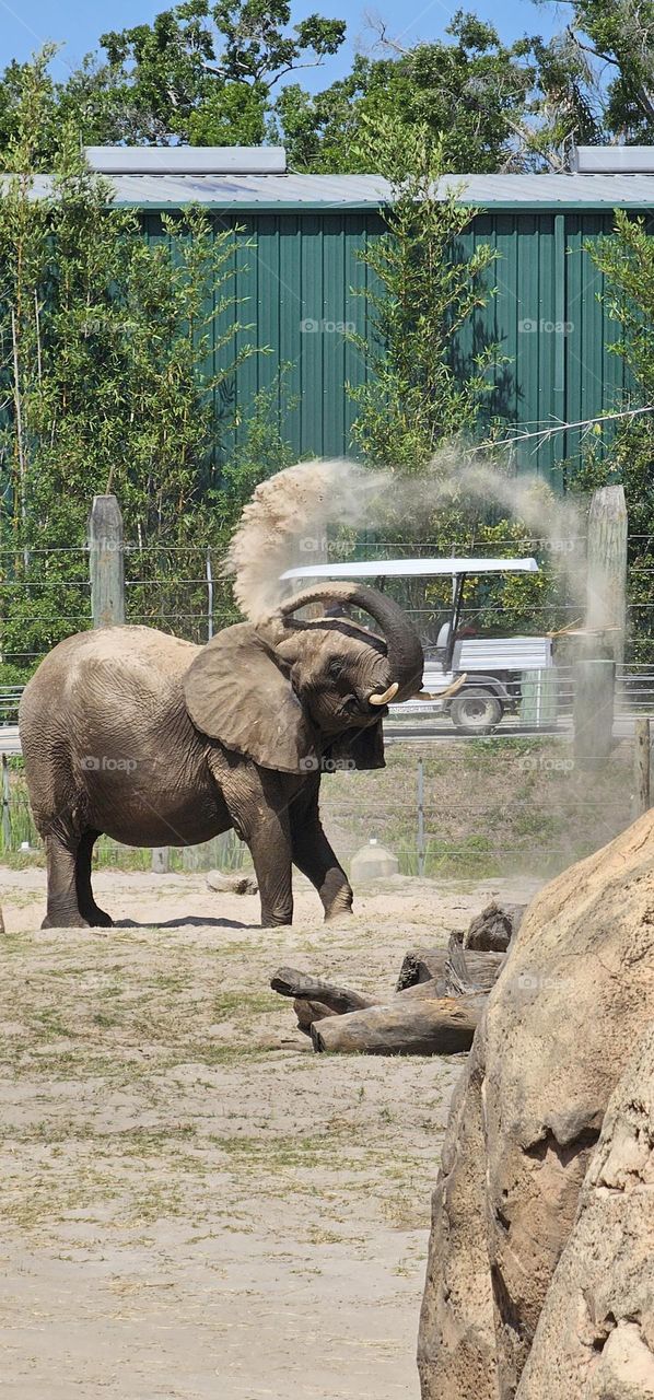 elephant dusting