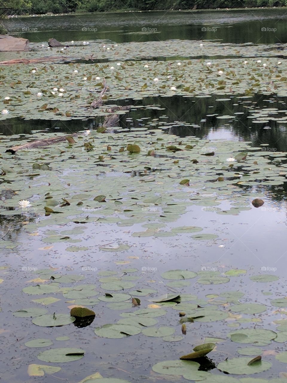 lily pads