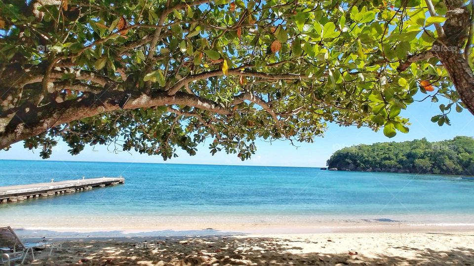 Under Almond Tree at the Beach