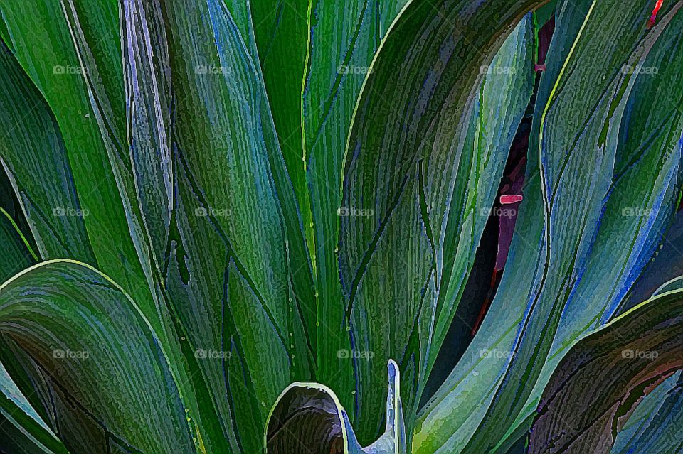 Leaves of green