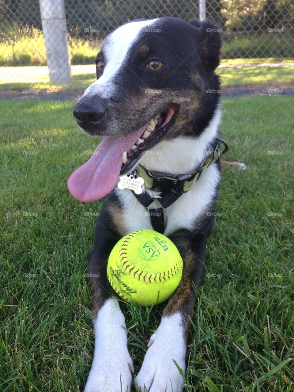 Fetch with Cooper