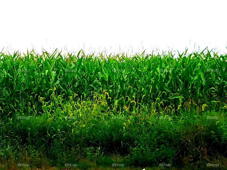 Where the field's are greener.