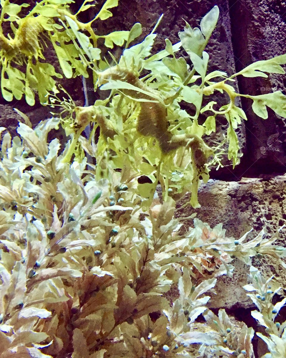 Leafy seadragon 