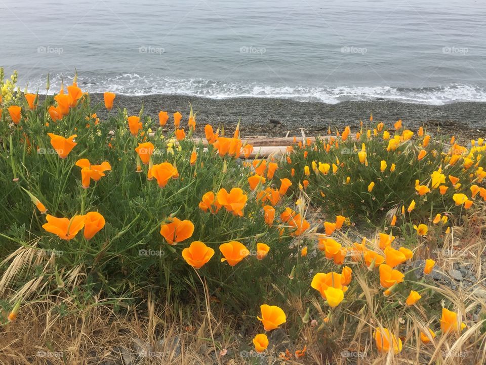 Poppies by the ocean