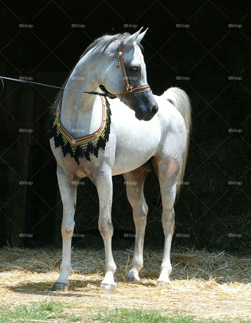 grey Egyptian Arabian stallion