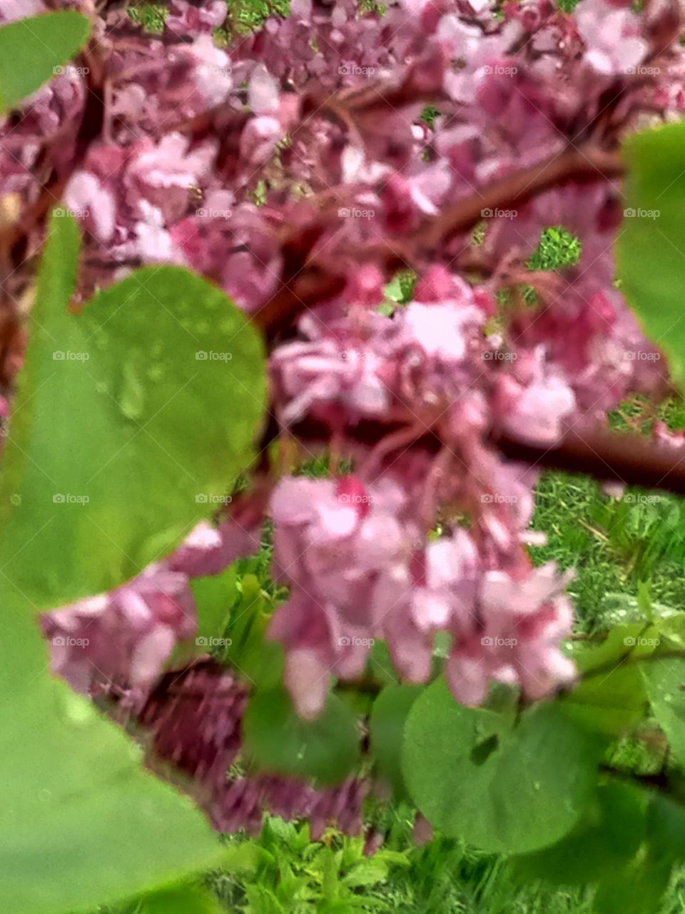 Flower, Nature, Flora, Leaf, Garden