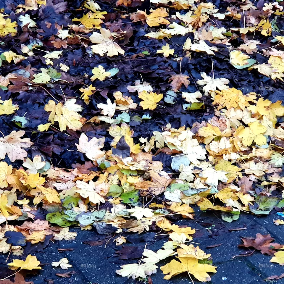 Leaves on the street