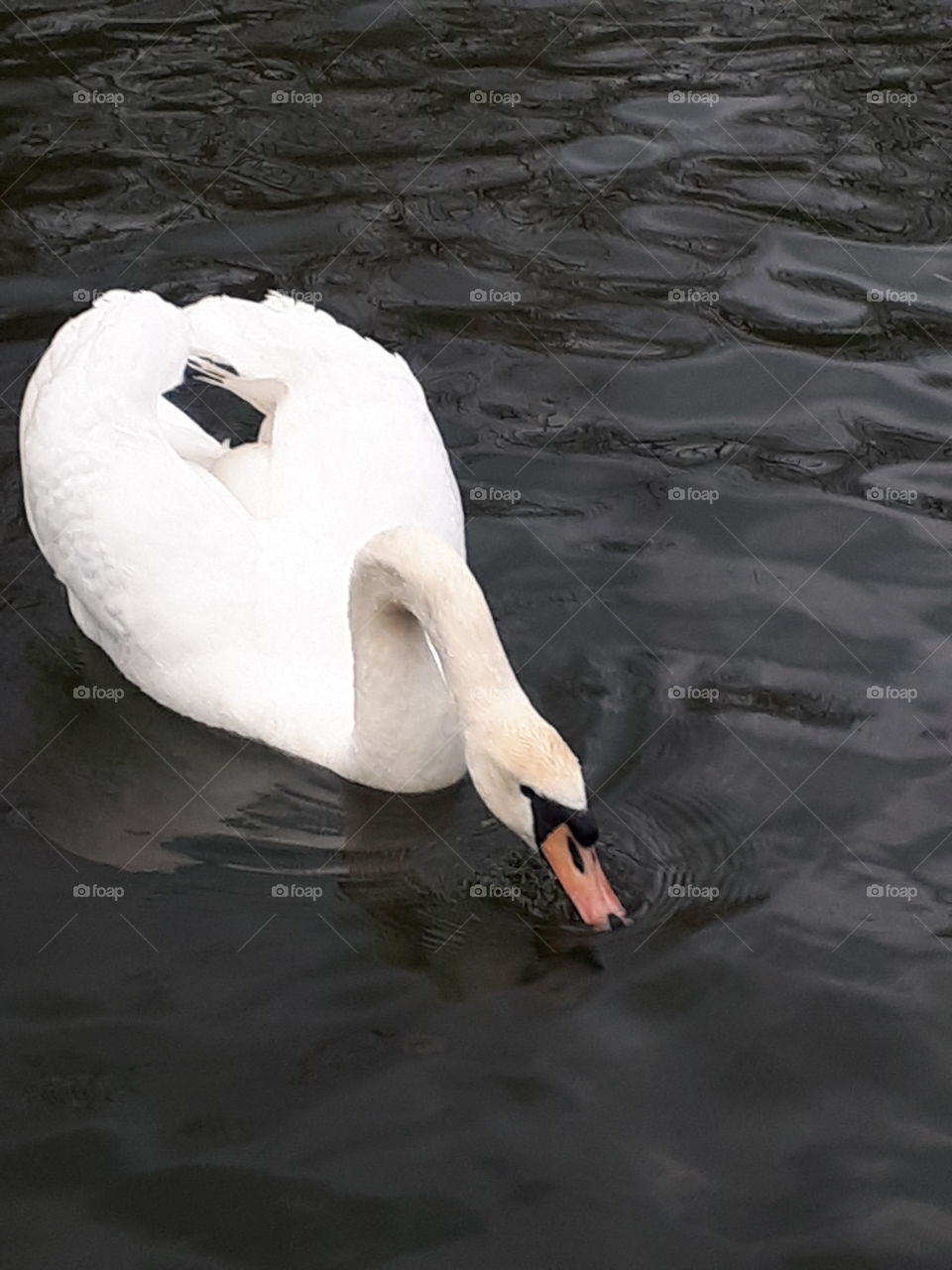 Mute Swan