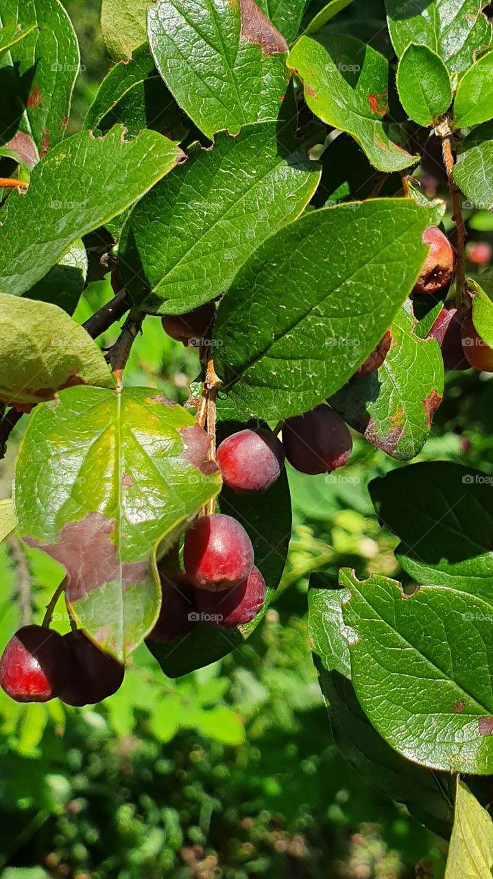 red berries on a branch with green leaves closeup