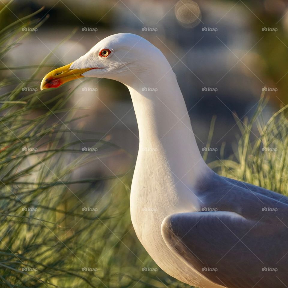 Seagull 