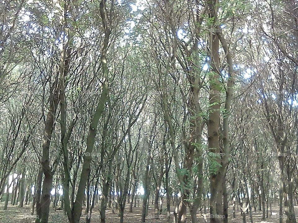 Trees at Parque Central