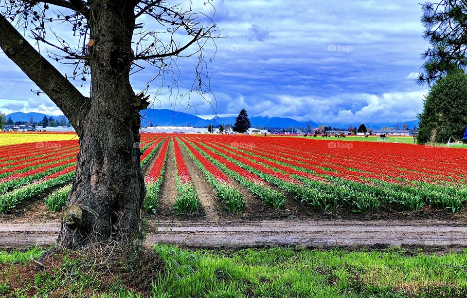 Foap Mission “Red”!  Colorful Bright Red Tulip Fields Of  Washington State’s Skagit Valley!