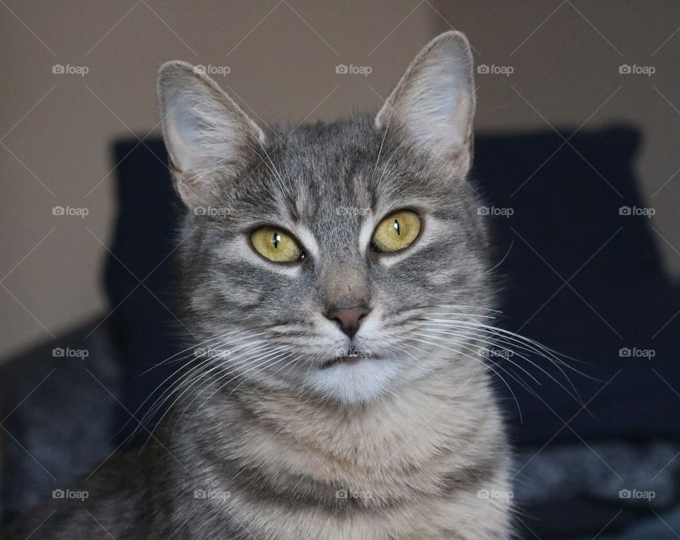 gray cat with yellow eyes