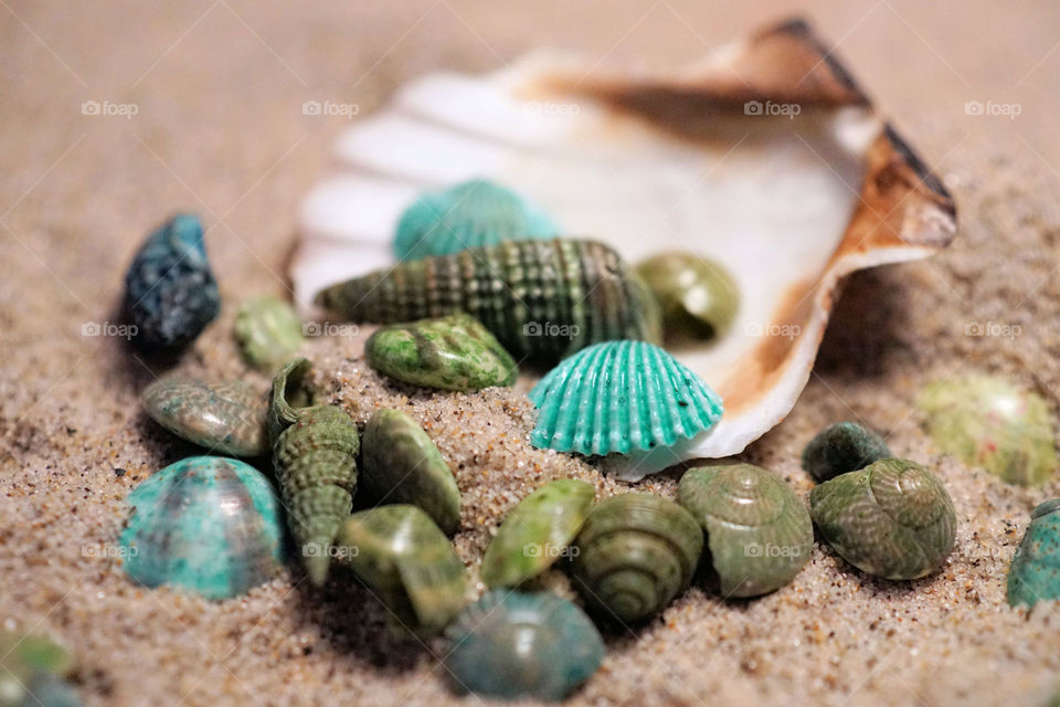 Close-up of seashells