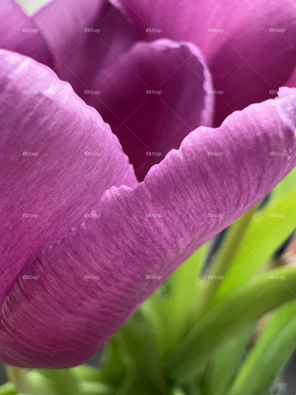 Tulip