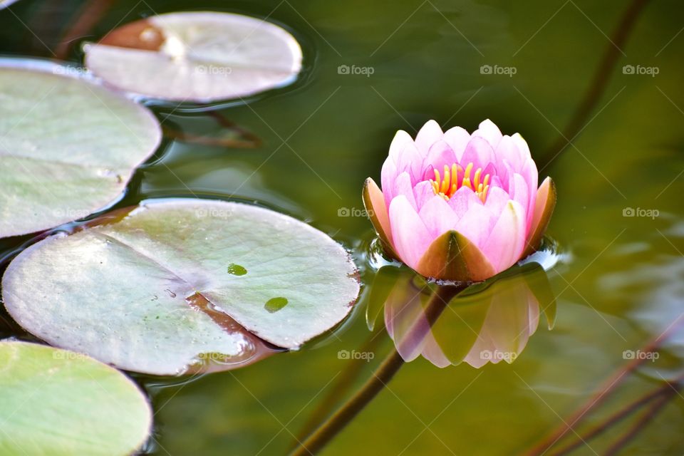 pink lotus in the pond