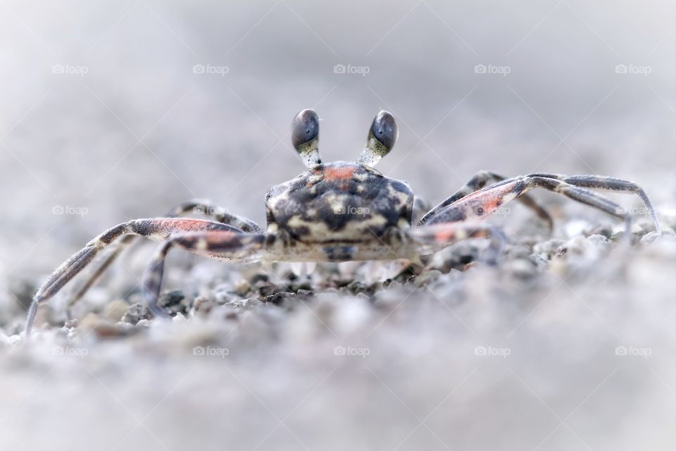 crab in white christmas