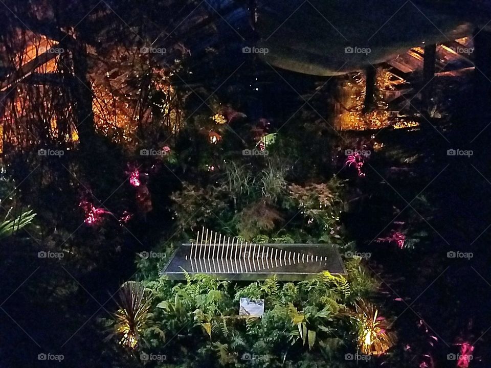 fernery at night