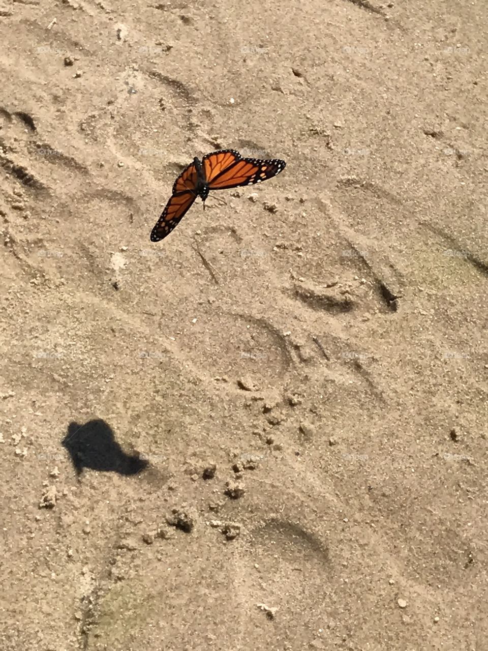 Butterfly in flight 