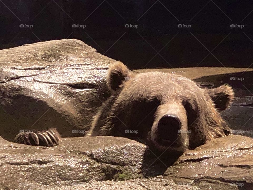 Zoo Animals- Bear
