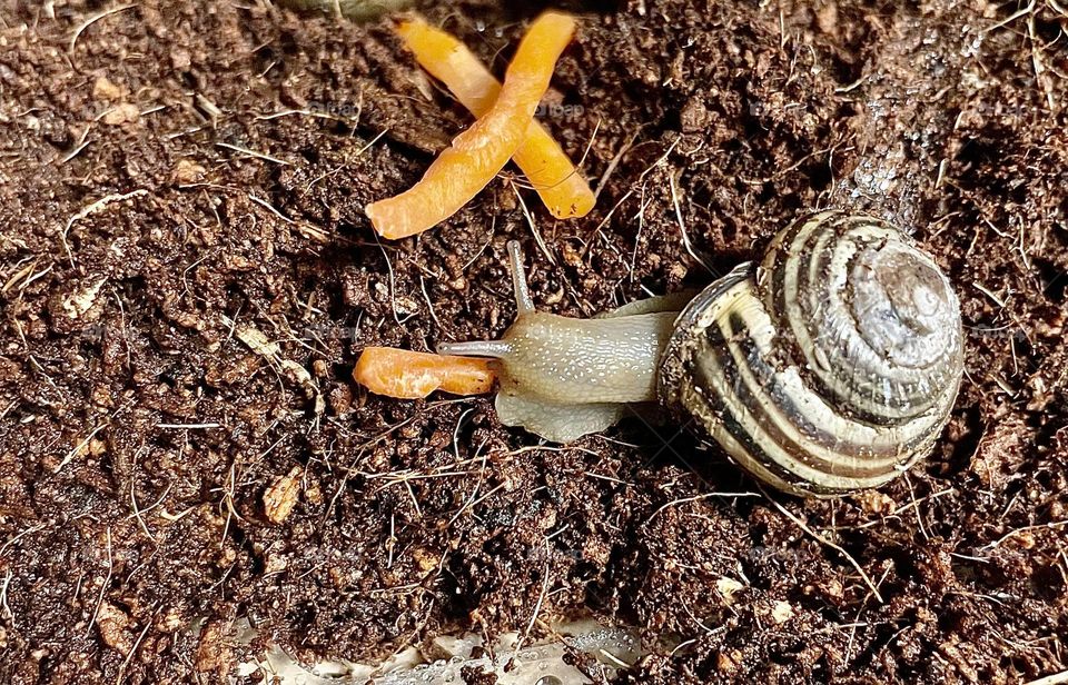 A photo of a land snail eating a carrot stick. 