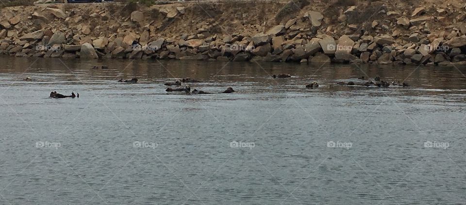 Sea Otters Relaxing in Morro Bay