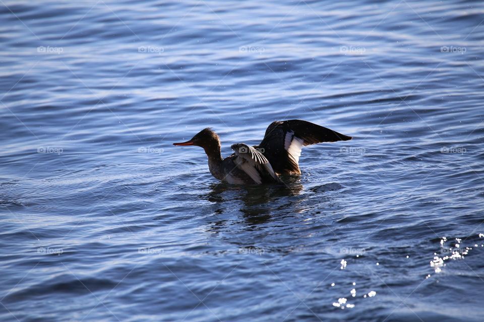 Bird swimming in sea