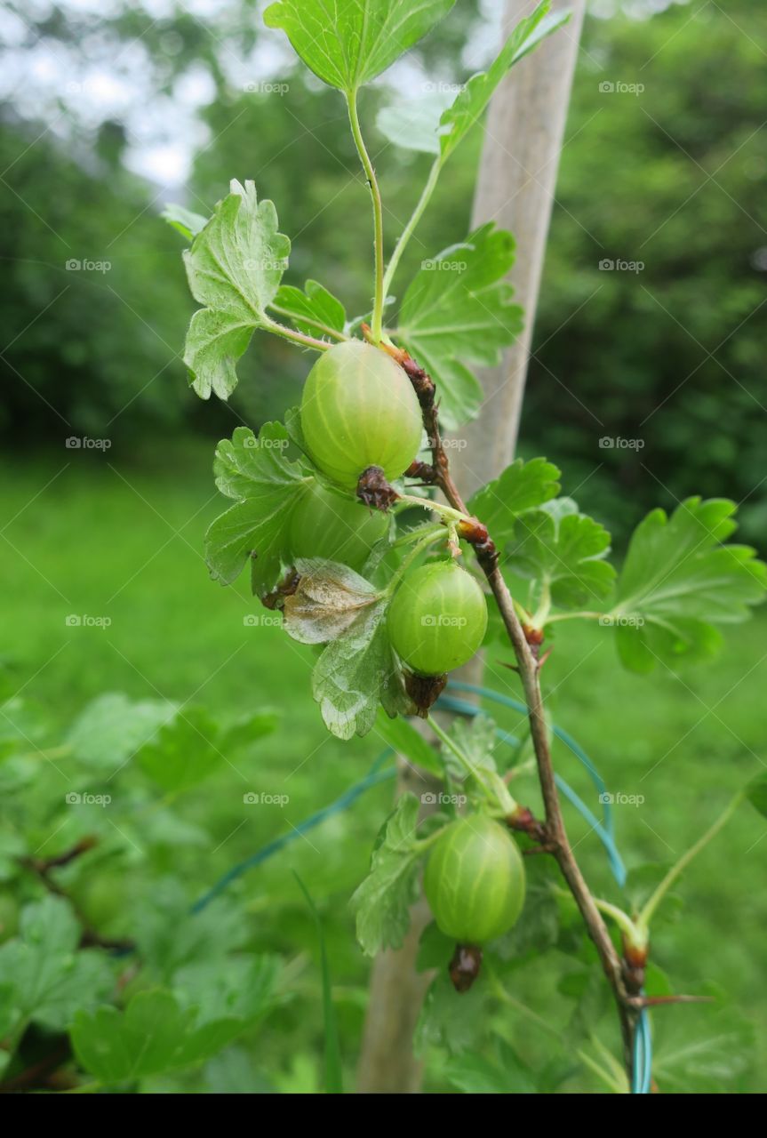 Gooseberries