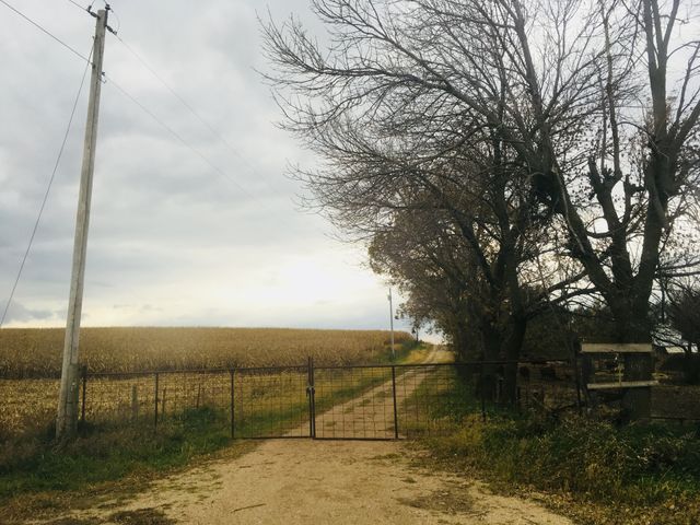 Landscape, Tree, No Person, Outdoors, Environment