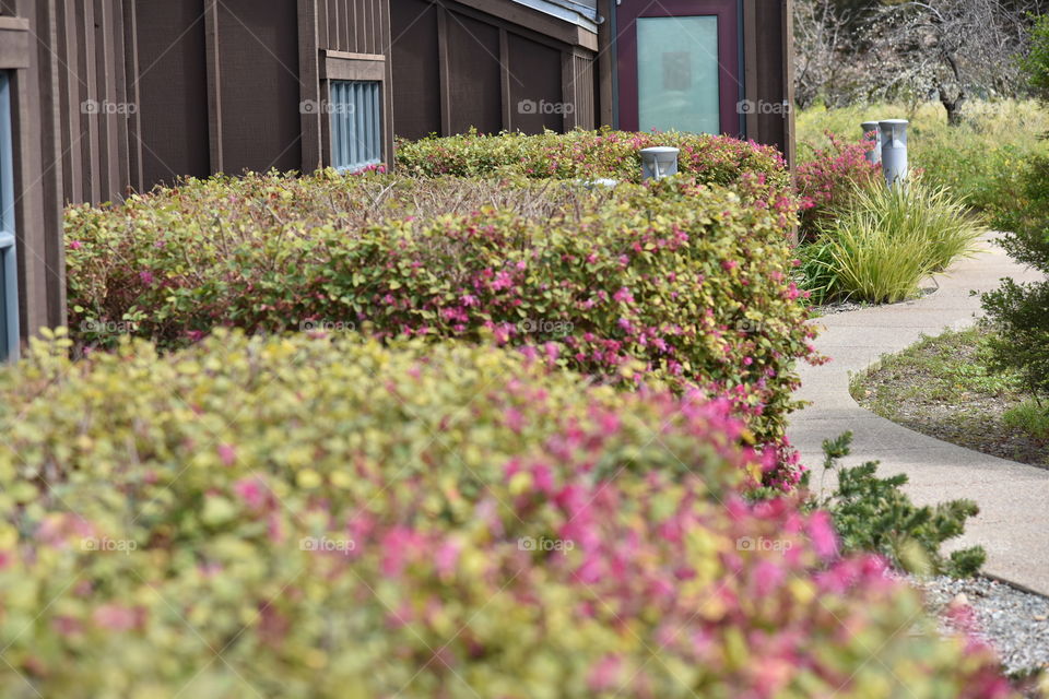 Walkway through the garden to entrance door of house