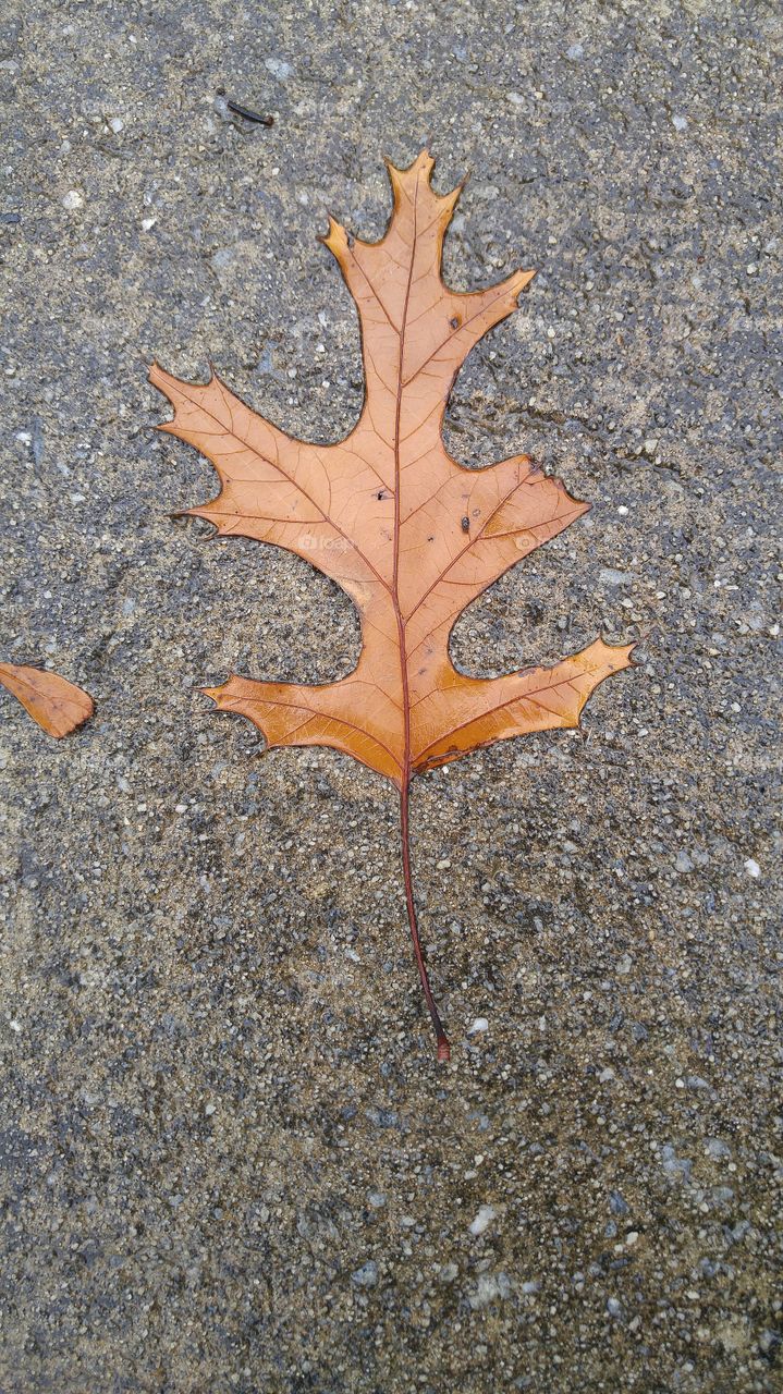 Autumn leaf on pavement