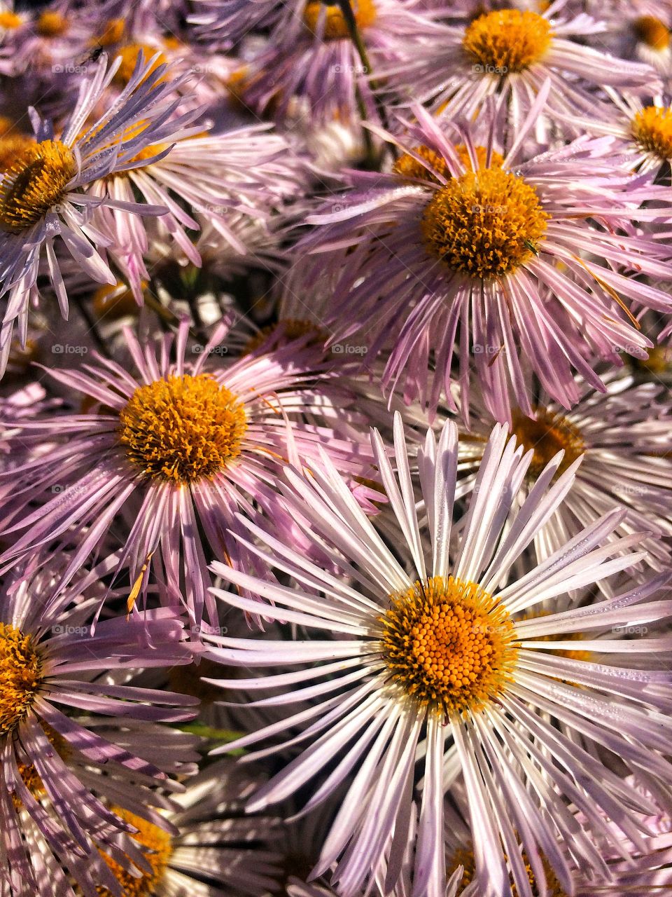 Blossom garden daisy 