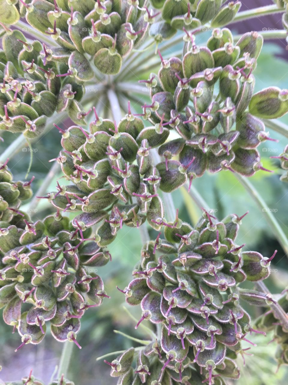 Seed texture. Loved this close up, some sort of flower seed, right next to the outhouse at Lake Irwin in CO