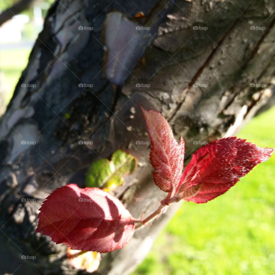 Spring Growth