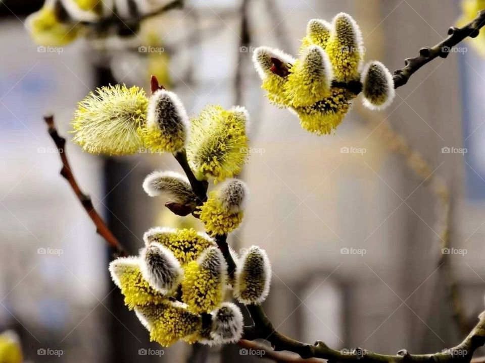 Willow buds