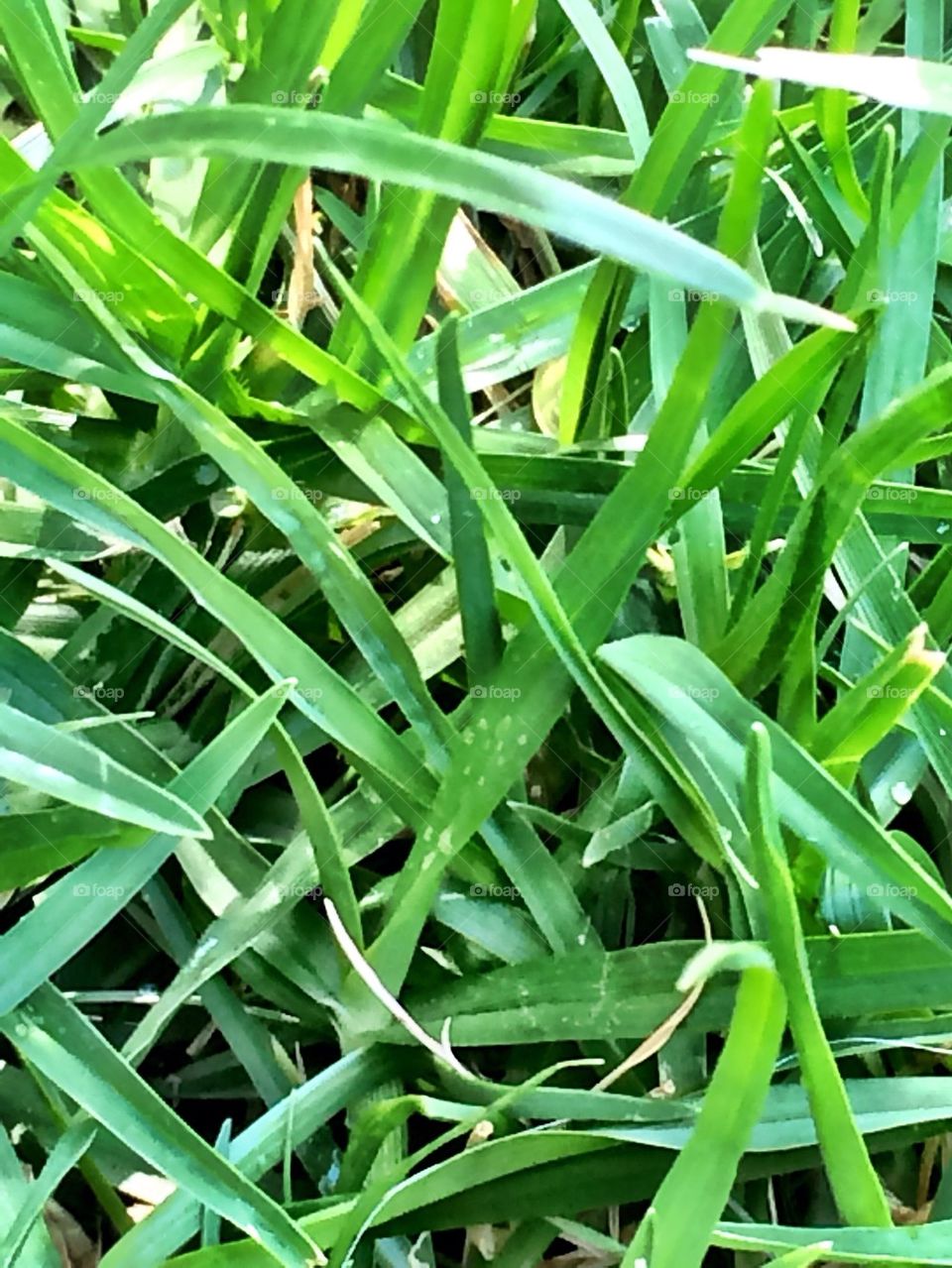 Green grass