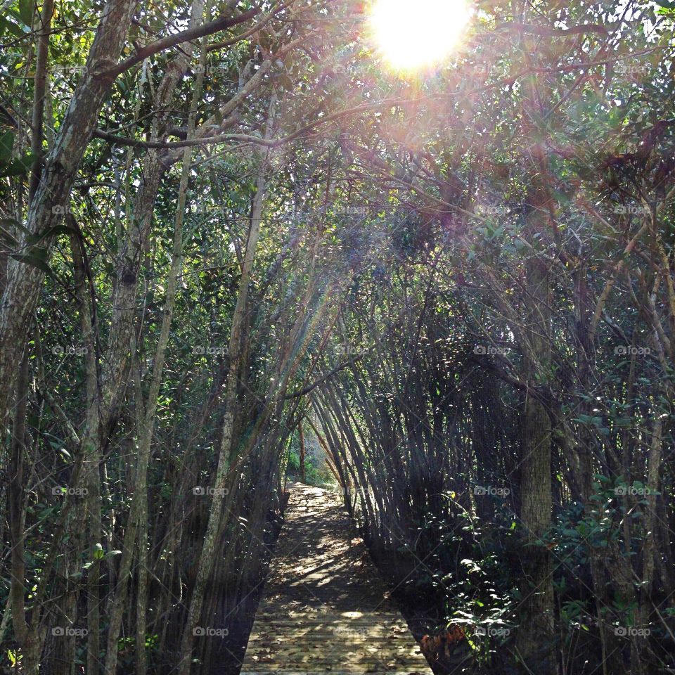 Mangrove forest 