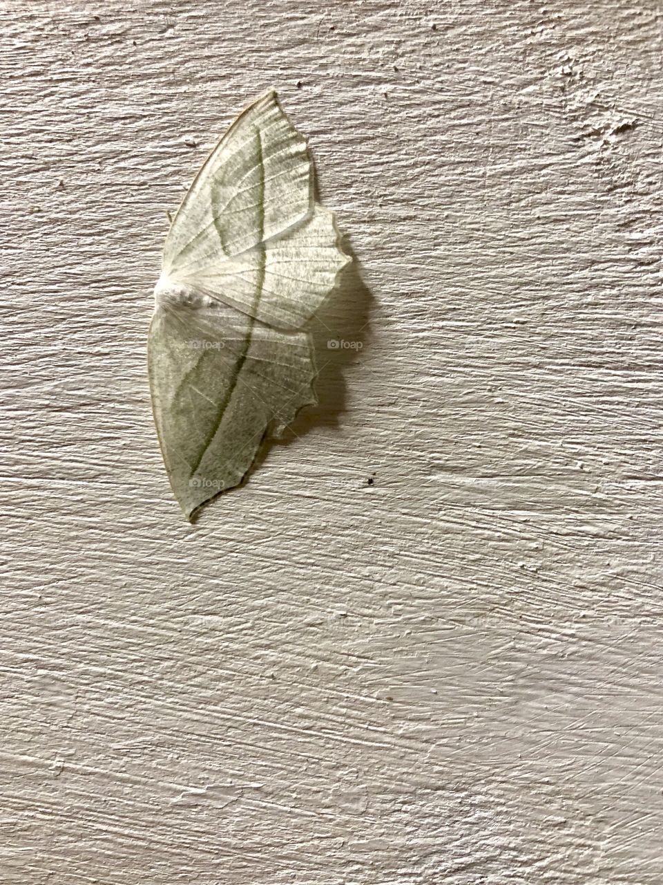 Moth on Side of Building