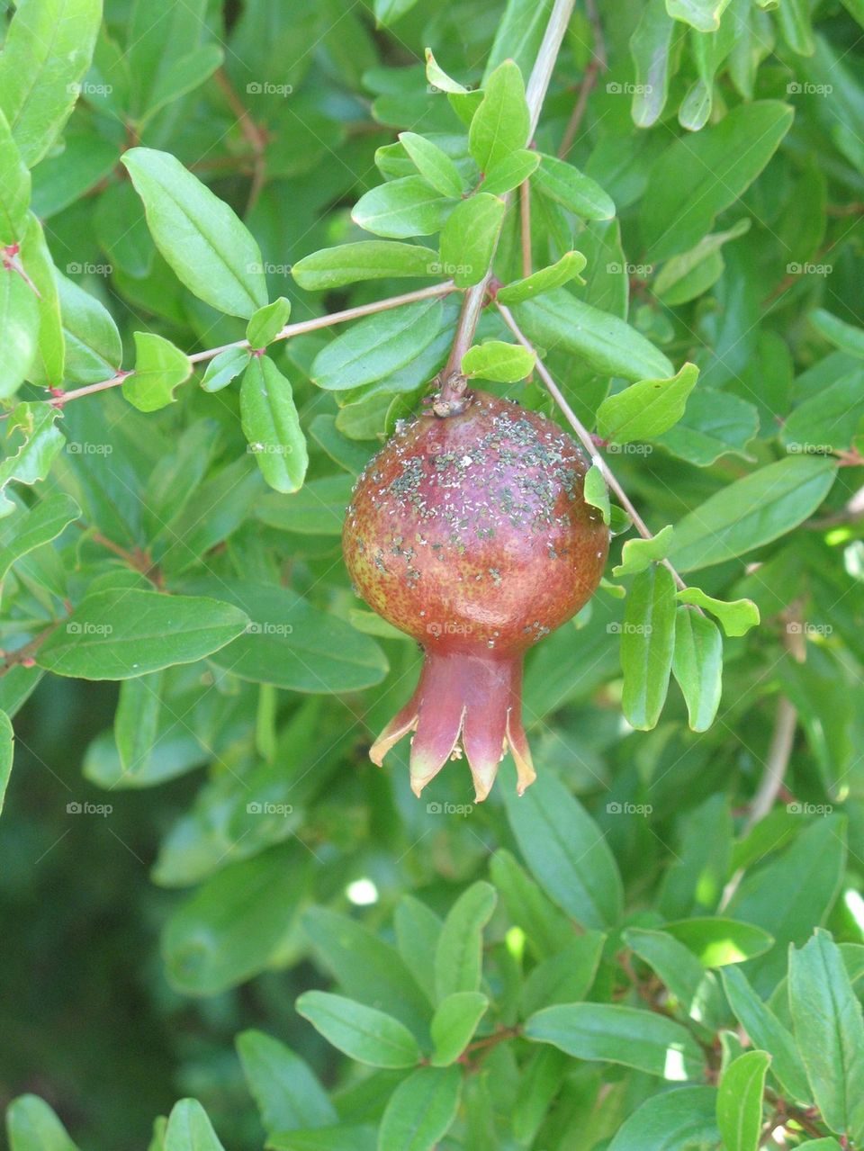 Pomegranate on Tree