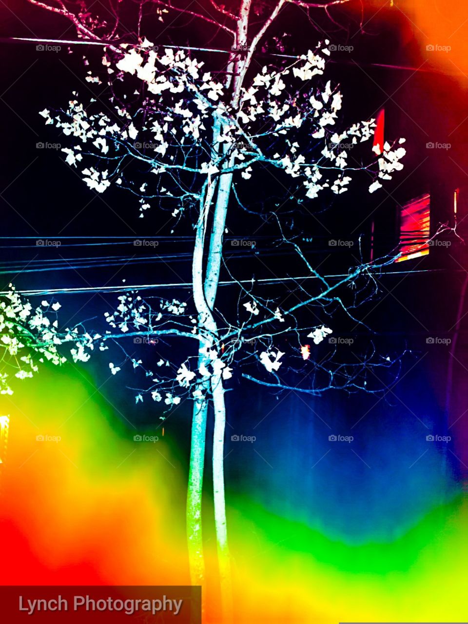 Night in Rudiso Downs