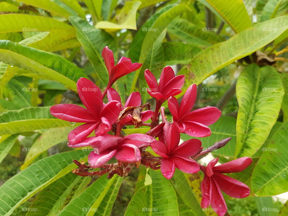 Beautiful wild tropical red and pink color petal Plumeria flowers on tree with lush bright green leaves, blooms on summer vacation day