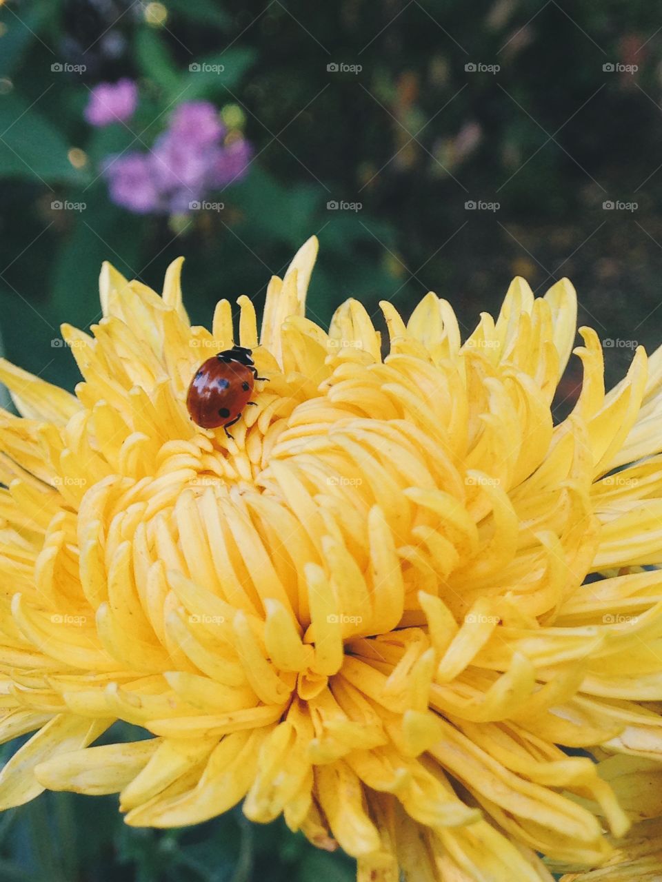 Lady bug on yellow flower